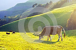 Brown cow grazing on field