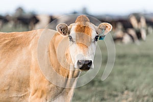 Brown Cow Grazing in a Field