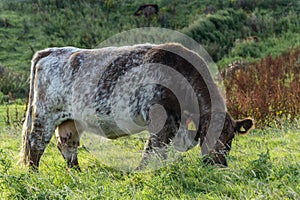 Brown cow grazing in a grassy field
