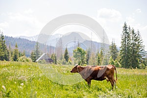 Brown cow grazing on a green pasture near mountains. Cow in meadow. Rural composition