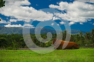 Brown cow grazing on meadow in mountains in summer sunny day