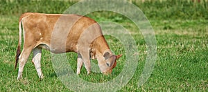 A brown cow grazing on an organic green dairy farm in the countryside. Cattle or livestock in an open, empty and vast
