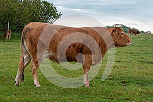 Brown cow on a green field