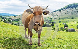 Brown cow on a green field, somewhere in a mountain setting. The cow looks at the camera