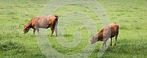 Brown cow on the green fields