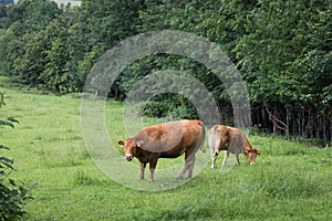 Brown cow on the green fields