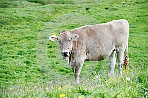 Brown cow on green grass pasture