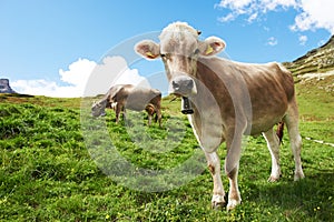 Brown cow on green grass pasture