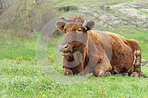 Brown cow on a green meadow, close-up. pet horned animal