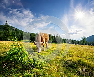 Brown cow on green pasture among mountains