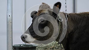 Brown cow head at agricultural animal exhibition, trade show: close up