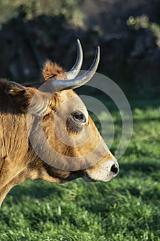 Brown cow head with horns in profile. vertical image. sunny day. selective focus