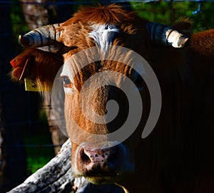 Brown Cow Head Shot. Closeup of a brown cow standing in a pasture.