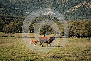 A brown cow and her young calf walk across a field in the Balagne rgion of Corsica with the village of Avapessa in the distance