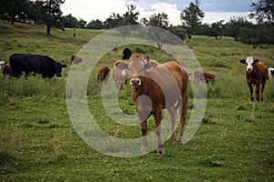 Brown cow herd in green field countryside dairy farm animal agriculture