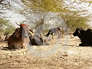 brown cow with horn and black ox close up