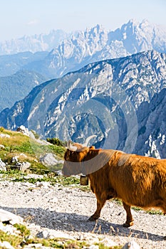 Brown cow with horns and bell on a cattle drive in the Dolomites in the Italian Alps