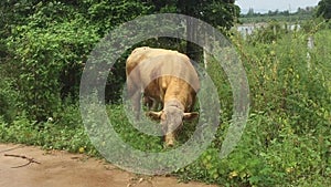 Brown cow without horns is eating fresh grass in the morning