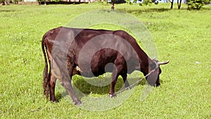 Brown cow with horns eating grass on a green meadow on a sunny day