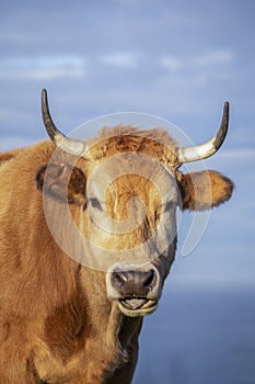 Brown cow with horns funny looking at the camera and making a gesture