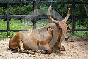 Brown cow with horns lying on the grass near the fence