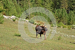 Brown cow with horns in National Park Valbona, Albania