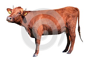 Brown cow