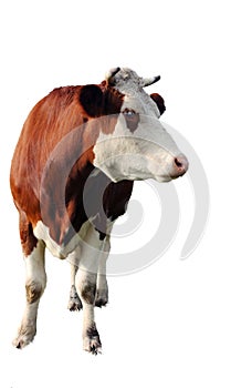 Brown cow isolated on white background