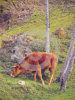 Brown Cow in La Arboleda near Bilbao photo