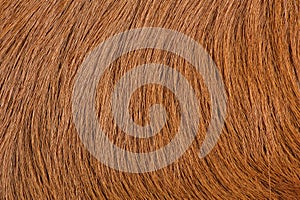 Brown Cow leather background