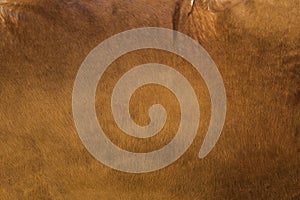 Brown cow leather background texture, natural fabric concept