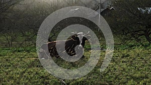 A brown cow lies in a meadow behind a net. Horned cow lies on the grass meadow
