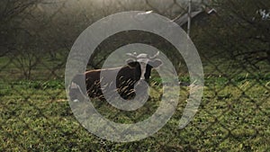 A brown cow lies in a meadow behind a net. Horned cow lies on the grass meadow