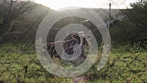 A brown cow lies in a meadow behind a net. Horned cow lies on the grass meadow