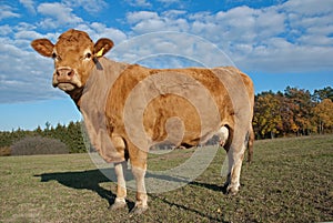 Brown cow photo