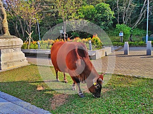 A brown cow that lives in the big buddha area