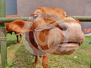 A Brown Cow looking at the camera
