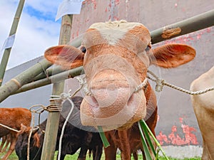 A Brown Cow is looking at the camera while eating grass