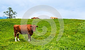 Brown cow looking in camera, herd resting on pasture in Alps mountains, Switzerland. Idyllic landscape with cute cows on