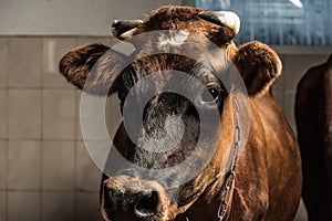 Brown cow looking at camera in stall