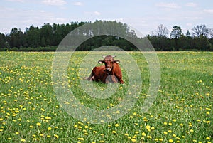 Brown cow lying on the meadow.