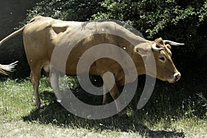 Brown cow macro