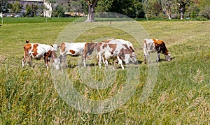 Brown cow in mountain pasture