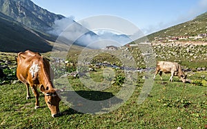 Brown cow at a mountain pasture in summer.