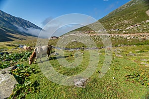 Brown cow at a mountain pasture in summer.