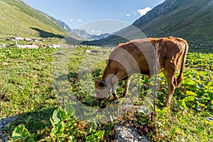 Brown cow at a mountain pasture in summer