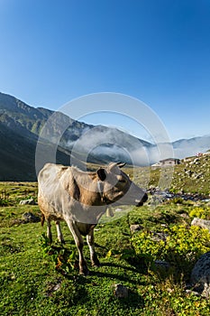 Brown cow at a mountain pasture in summer.