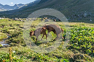 Brown cow at a mountain pasture in summer.