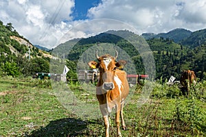 Brown cow at a mountain pasture in summer