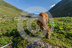 Brown cow at a mountain pasture in summer